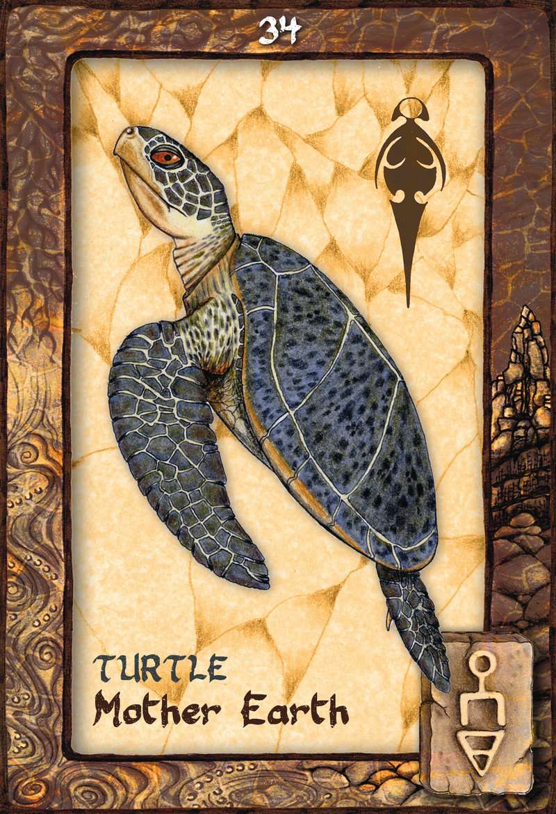 Animal Dreaming Oracle Cards - Scott Alexander King