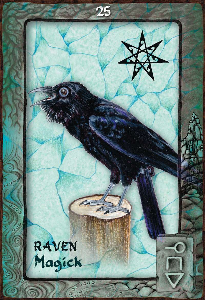 Animal Dreaming Oracle Cards - Scott Alexander King